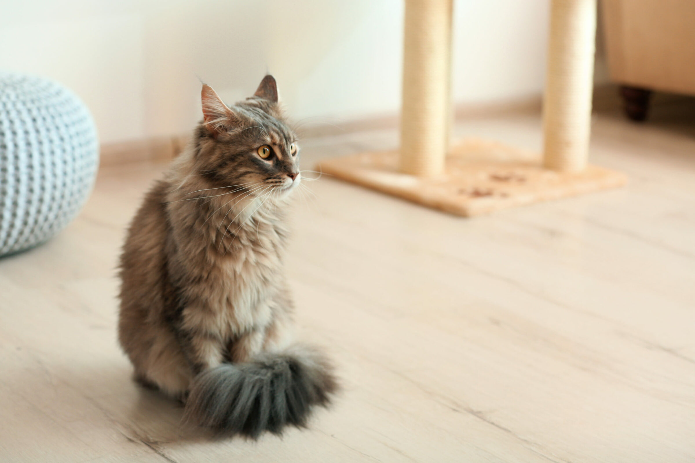 cat on a wood floor