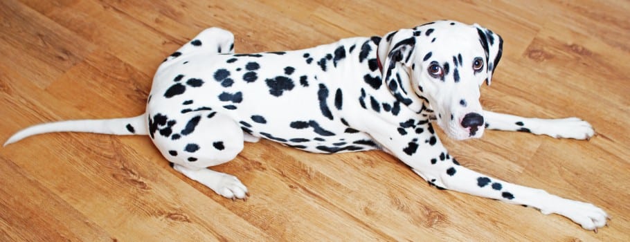 dalmatian on a wood floor