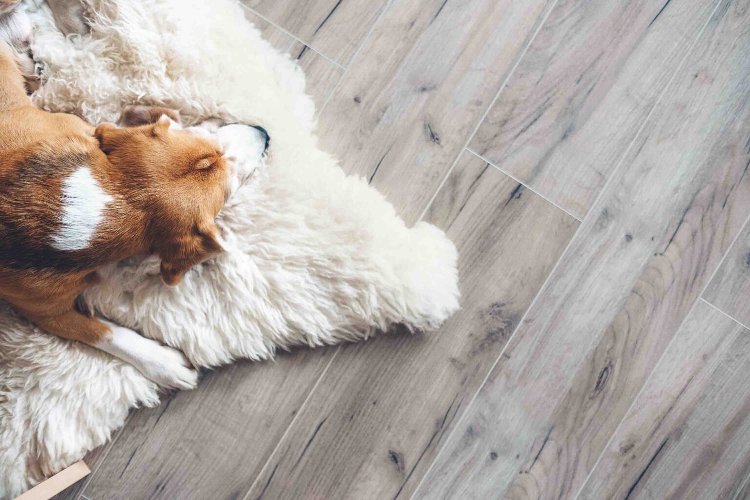 How Often Should You Mop Floors with Dogs?
