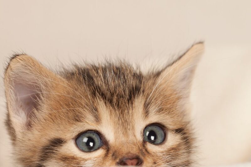 Cleaning Cat Pee from Hardwood Floors